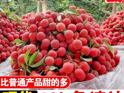 现货立发 新鲜荔枝现摘现发当季水果