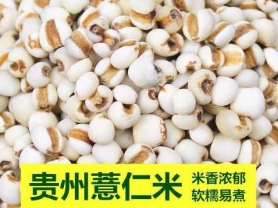 薏仁米新鲜特级优质正宗薏米仁精选