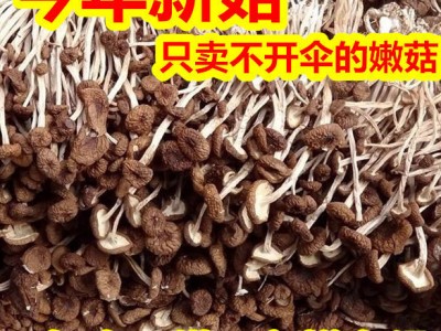 正宗特级不开伞茶树菇无硫煲汤料茶