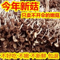 正宗特级不开伞茶树菇无硫煲汤料茶树菇散装净重干货菜类特级香菇