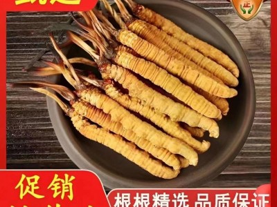 正宗野生冬虫夏草东虫草虫草王滋补